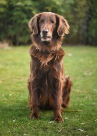 Un retriever brun assis sur une pelouse de jardin