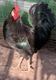 Odin le coq borgne