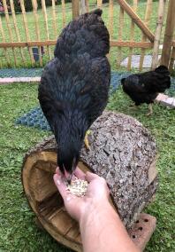 Nourrir un poulet barnevelder à la main.