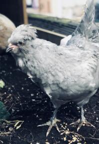 Lavande Araucana