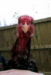 Cockeral Bantam Malais Noir / Rouge