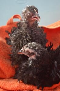 Séance photo de poussins Frizzle