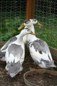 Trio de canards pie bleue