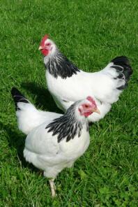 2 poulets sur l'herbe