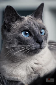 Un chat gris siamois aux yeux bleus