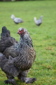 Ma poule noire Brahma