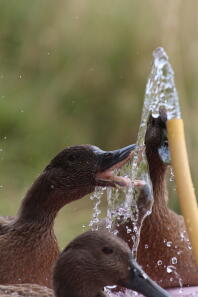 L'eau!!!