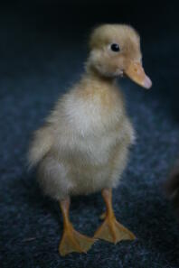 Watt le canard blanc Indian Runner à trois jours.
