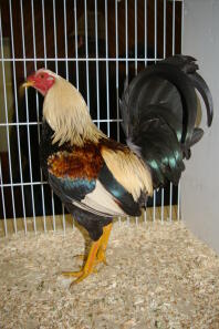 Poulet en cage