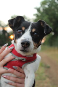 Bailey un terrier Jack Russel tricolore aux cheveux courts