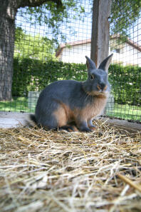 Un lapin debout sur du foin dans sa cage