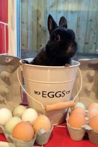 George garde les œufs de ses amis! Il aime ses amis poulets même s'ils ne veulent pas jouer avec lui et l'ignorer!