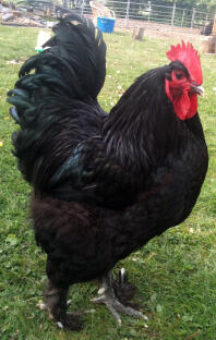 Coq posant dans le jardin