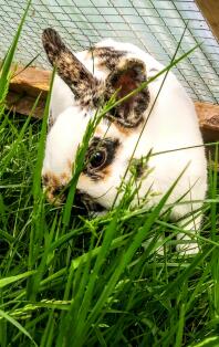 Sniffles aime l'herbe!