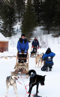 Huskies de travail