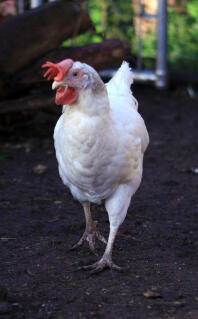 Mon ex commercial leghorn