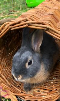 Lapin dans le tube