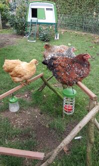 Poulets perchés avec Omlet Caddi support à friandises et jouets à picorer avec Eglu Cube grand poulailler vert en arrière-plan