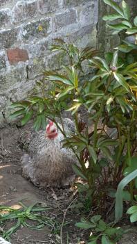 Choupette la Bantam de Pekin