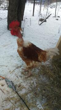 Un poulet blanc et orange dans le Snow