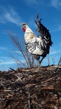 Spitzhauben Appenzeller en argent