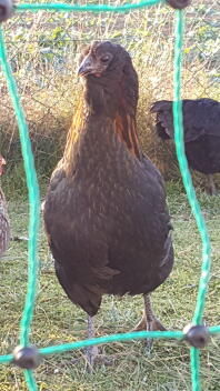 coq araucana noir