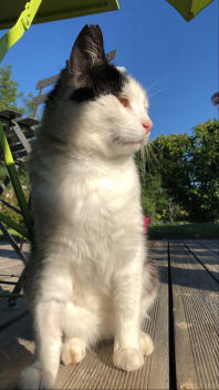 Roquefort 