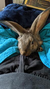 Nouveau bébé lapin géant flamand prêt pour les câlins!