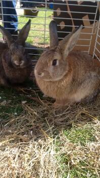 nos nouveaux lapins mâles