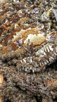 à côté de la ruche d'abeilles abandonnée.