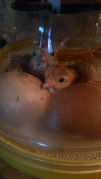 mes poussins RIR éclosent aujourd'hui-3 sur 6