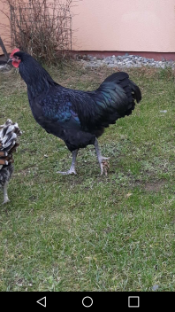 Poulets dans le jardin