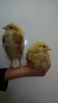 les poussins de jens !!