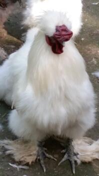 Un coq de soie