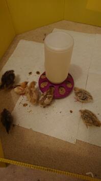 Poussins de caille