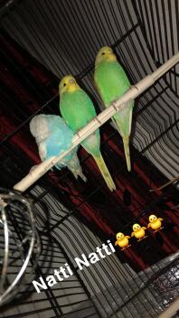 Trois perruches vertes et bleues perchées sur un bâton de bois à l'intérieur d'une cage à oiseaux