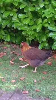 Un poulet brun et orange dans un jardin