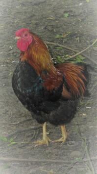 notre coq perdrix wyandotte