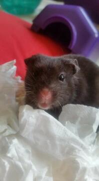 Hamster noir