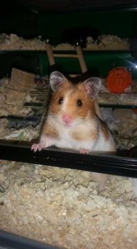 Écaille de tortue hamster blanc