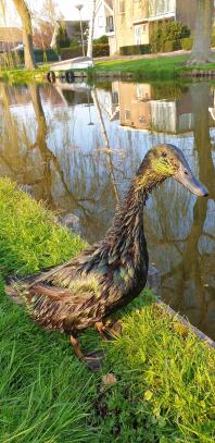 Canard Cayuga au soleil près de l'eau