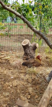 poulets