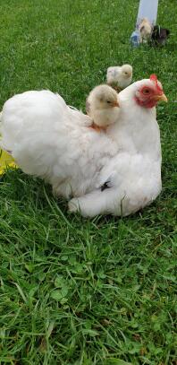 maman et ses poussins