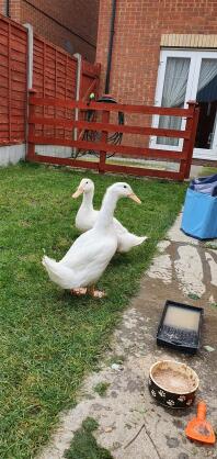 Mes canards de 7 semaines