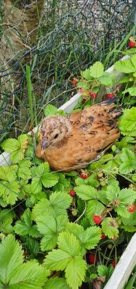 Poulet dans un champ de fraises