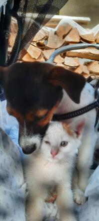 Chat et chien en train de se câliner