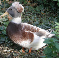 Canard à crête abricot