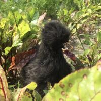 Un poulet soyeux qui se cache dans un potager.