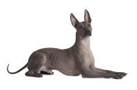 Xoloitzcuintle