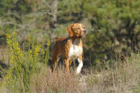 Chien d'arrêt portugais